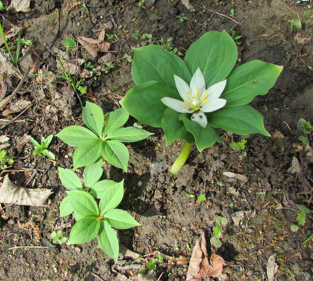 Image of Paris japonica specimen.