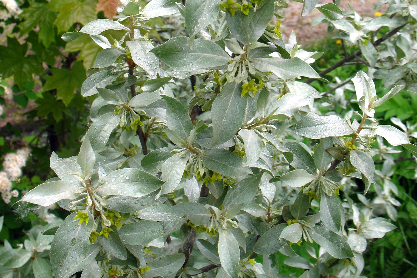 Image of Elaeagnus commutata specimen.