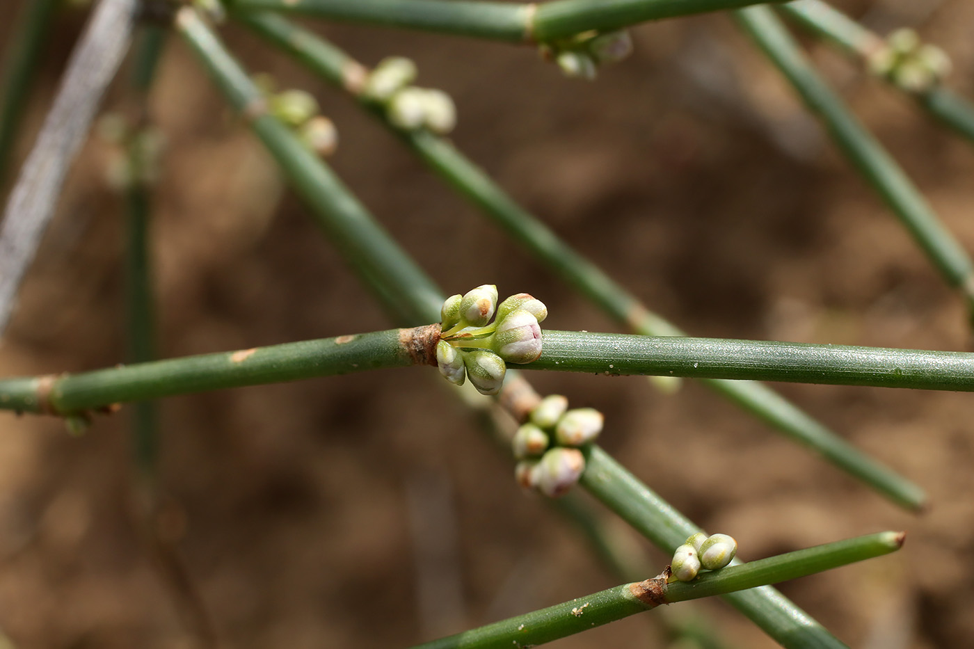 Image of Ephedra strobilacea specimen.