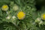 род Tripleurospermum