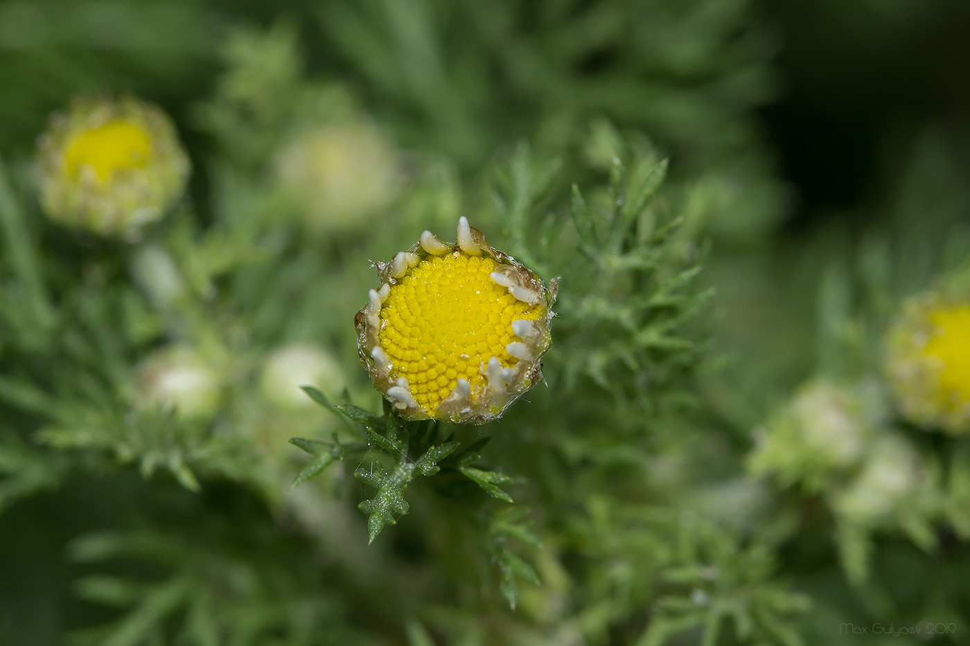 Image of genus Tripleurospermum specimen.