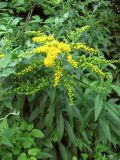 Solidago gigantea. Цветущее растение. Крым, Севастополь, окр. ст. Инкерман-2. 7 июля 2010 г.