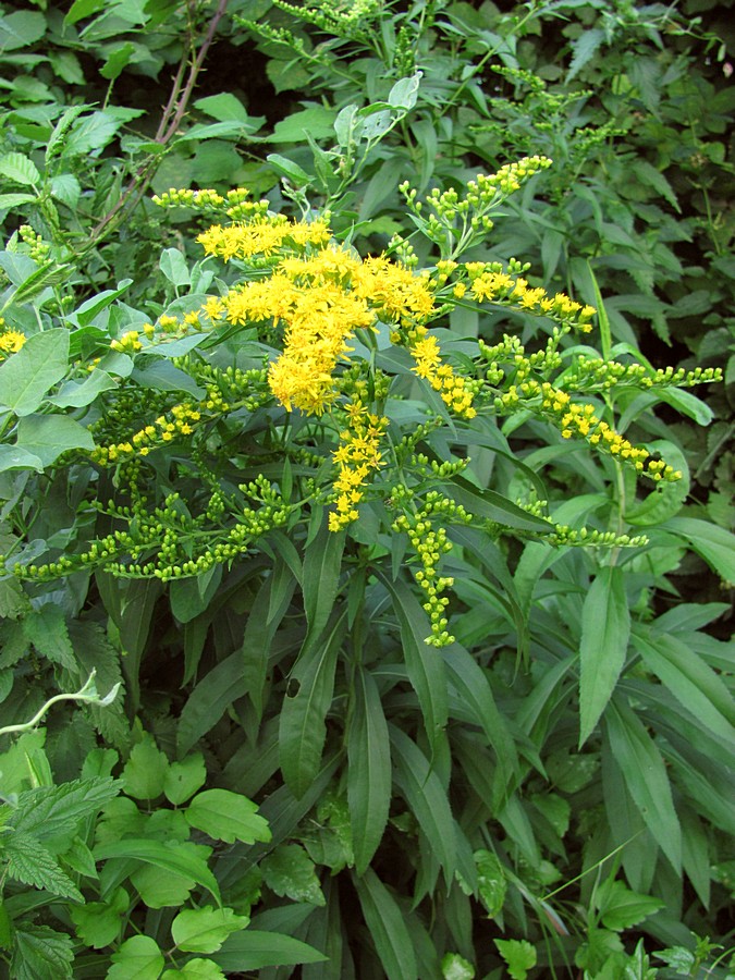 Изображение особи Solidago gigantea.