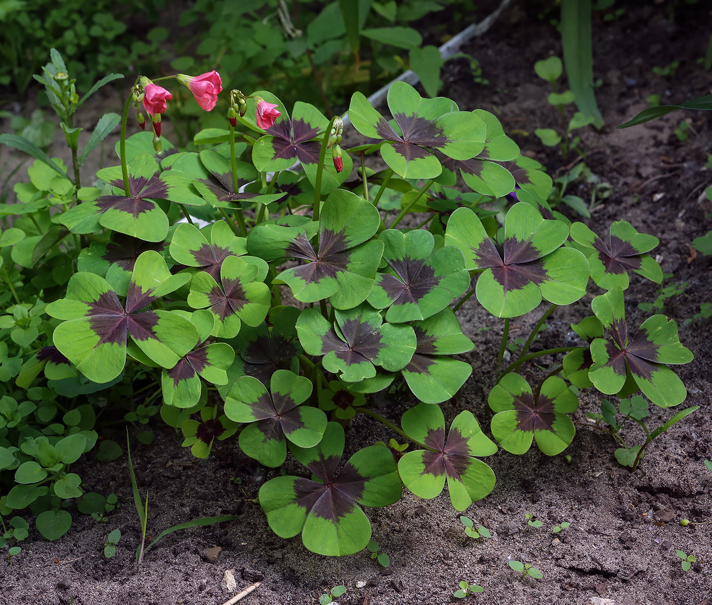 Изображение особи Oxalis tetraphylla.