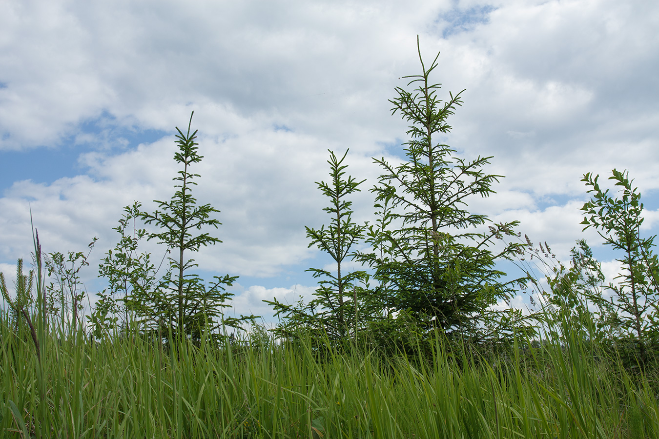 Image of Picea abies specimen.