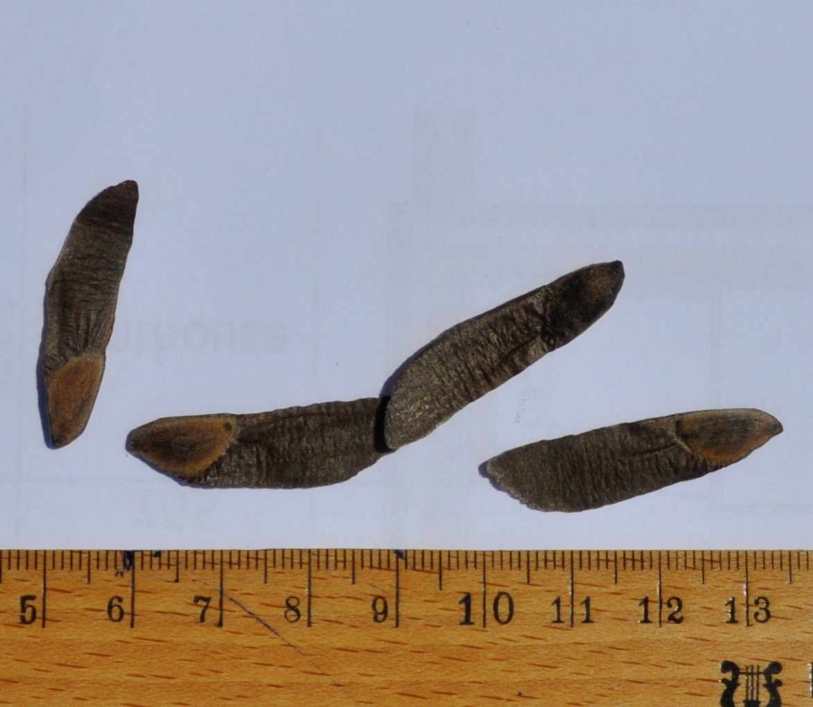 Image of genus Pinus specimen.