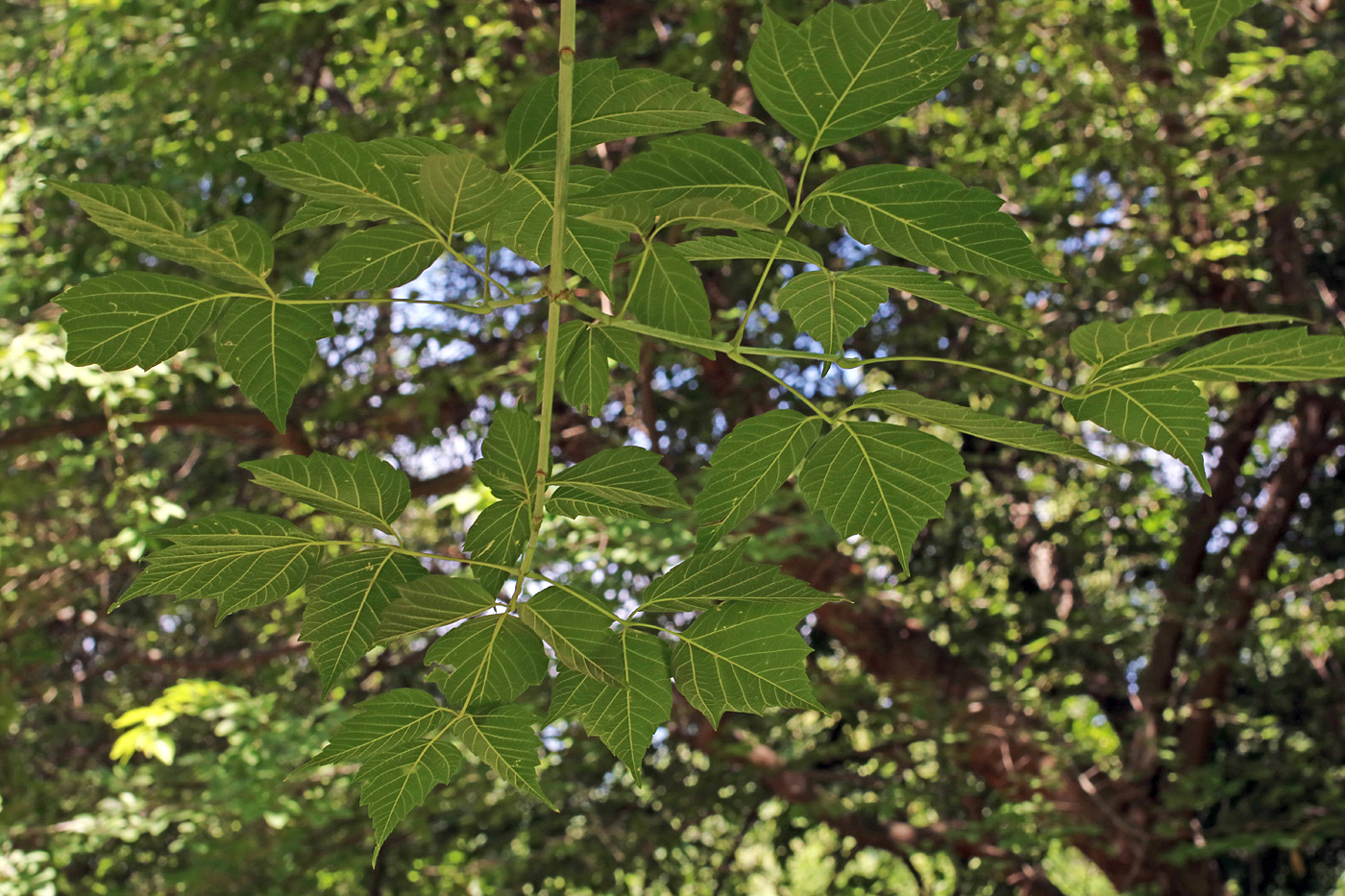 Image of Acer negundo specimen.