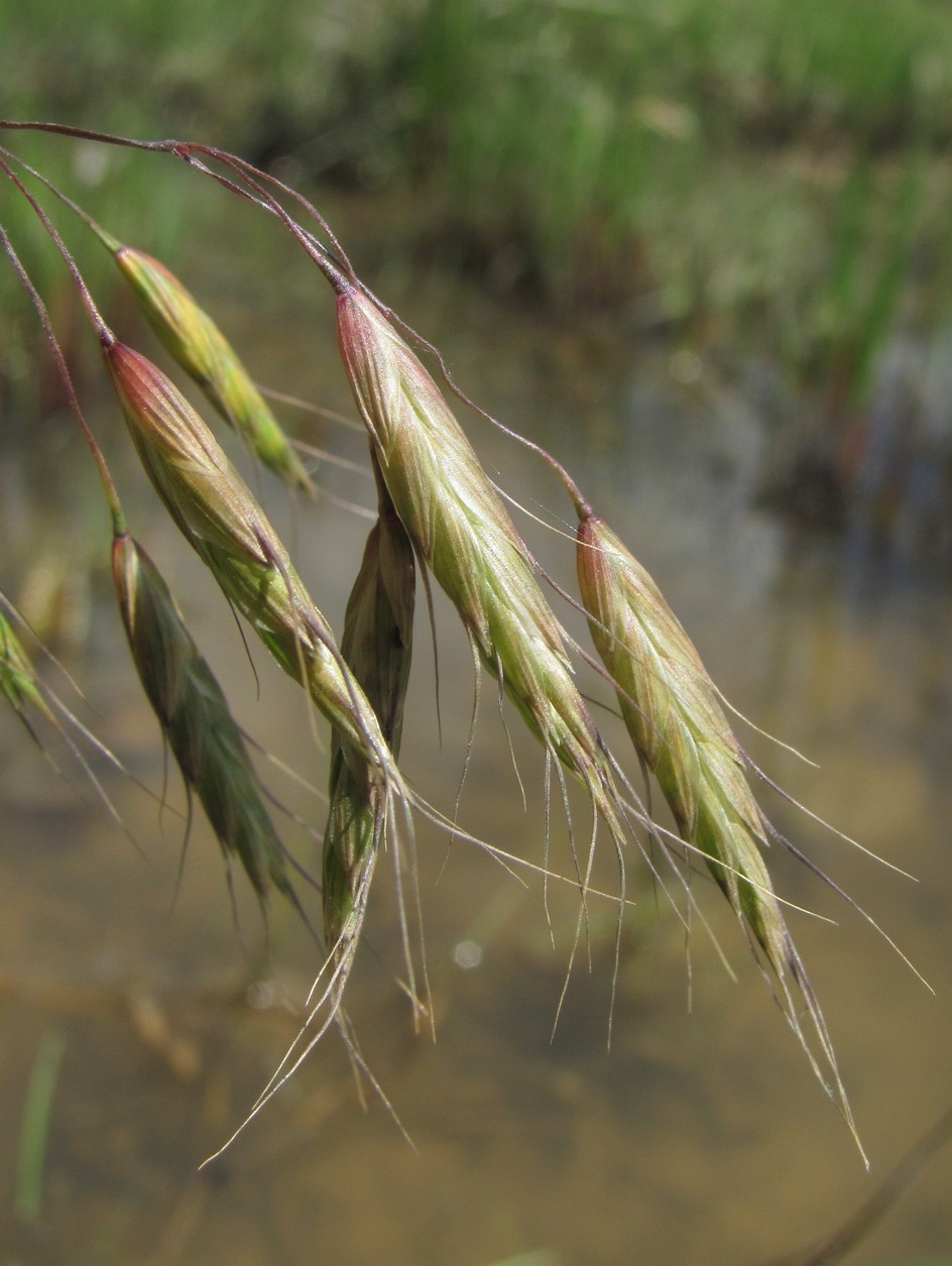 Изображение особи Bromus japonicus.