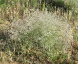 Gypsophila paniculata