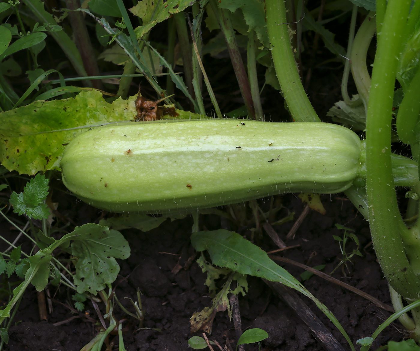 Изображение особи Cucurbita pepo.