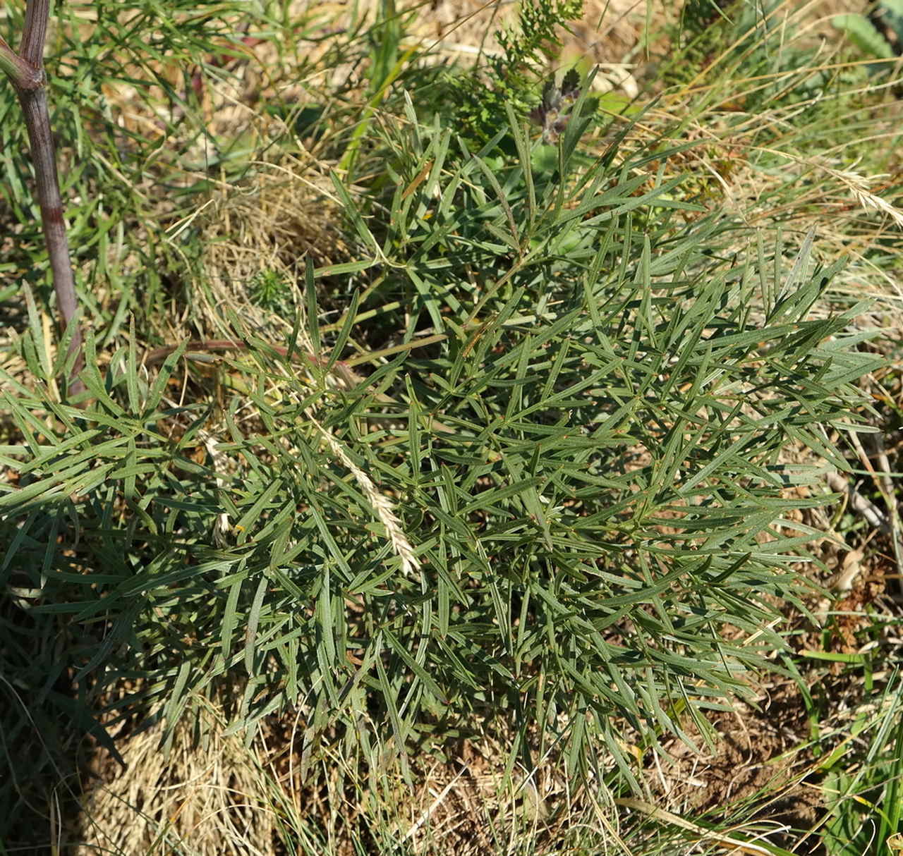 Image of Peucedanum tauricum specimen.