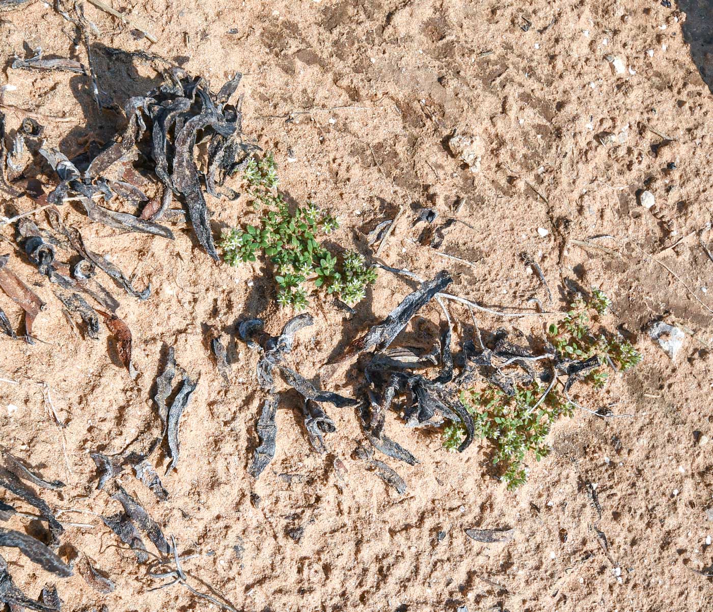 Изображение особи Polycarpon succulentum.