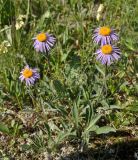 Erigeron flaccidus