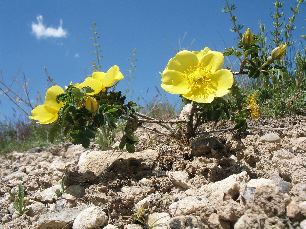 Image of Rosa kokanica specimen.