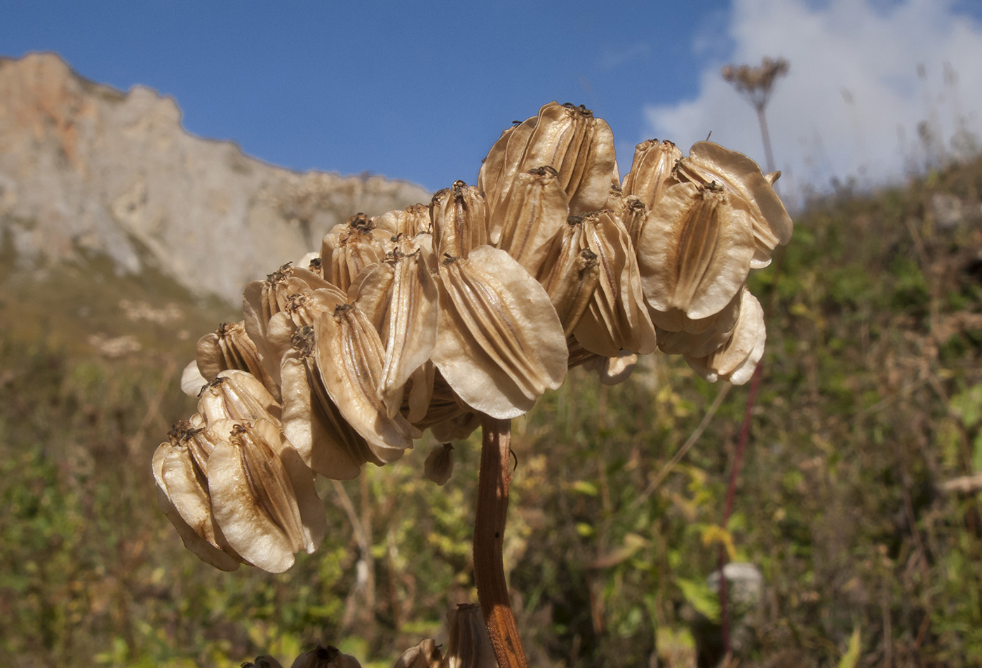 Image of Angelica purpurascens specimen.