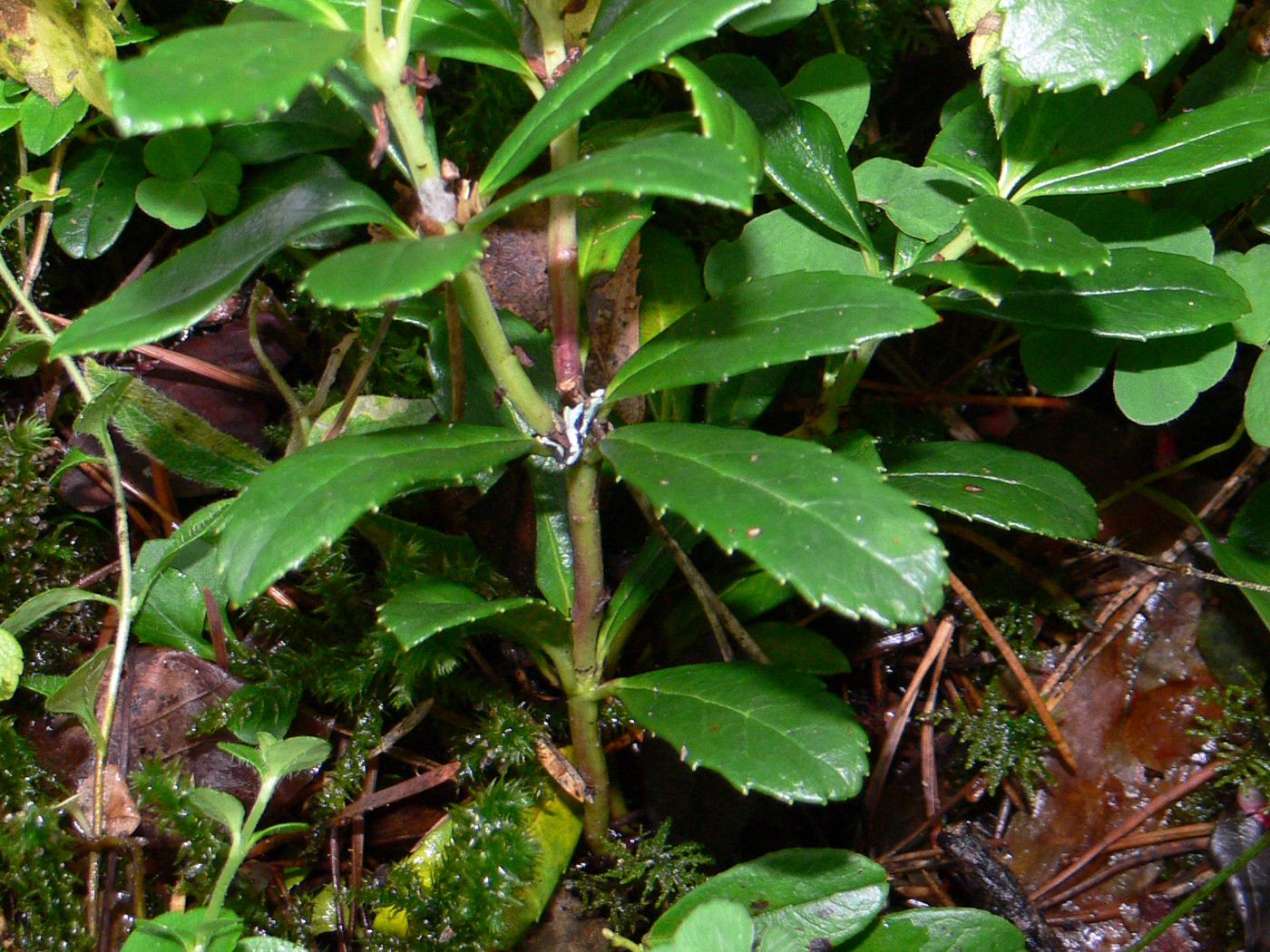 Изображение особи Chimaphila umbellata.