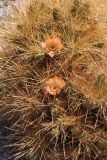 Cumulopuntia boliviana