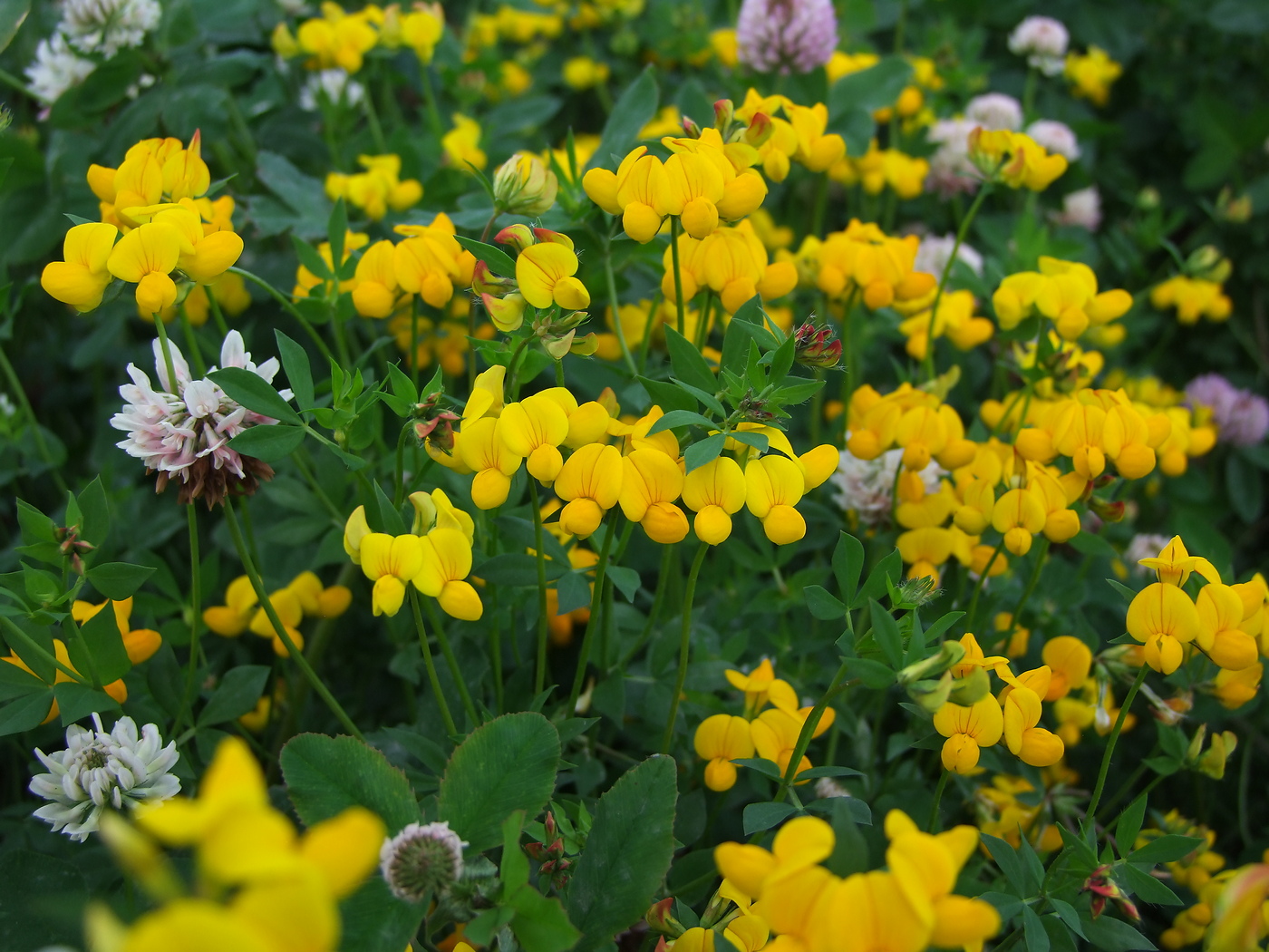 Изображение особи Lotus corniculatus.