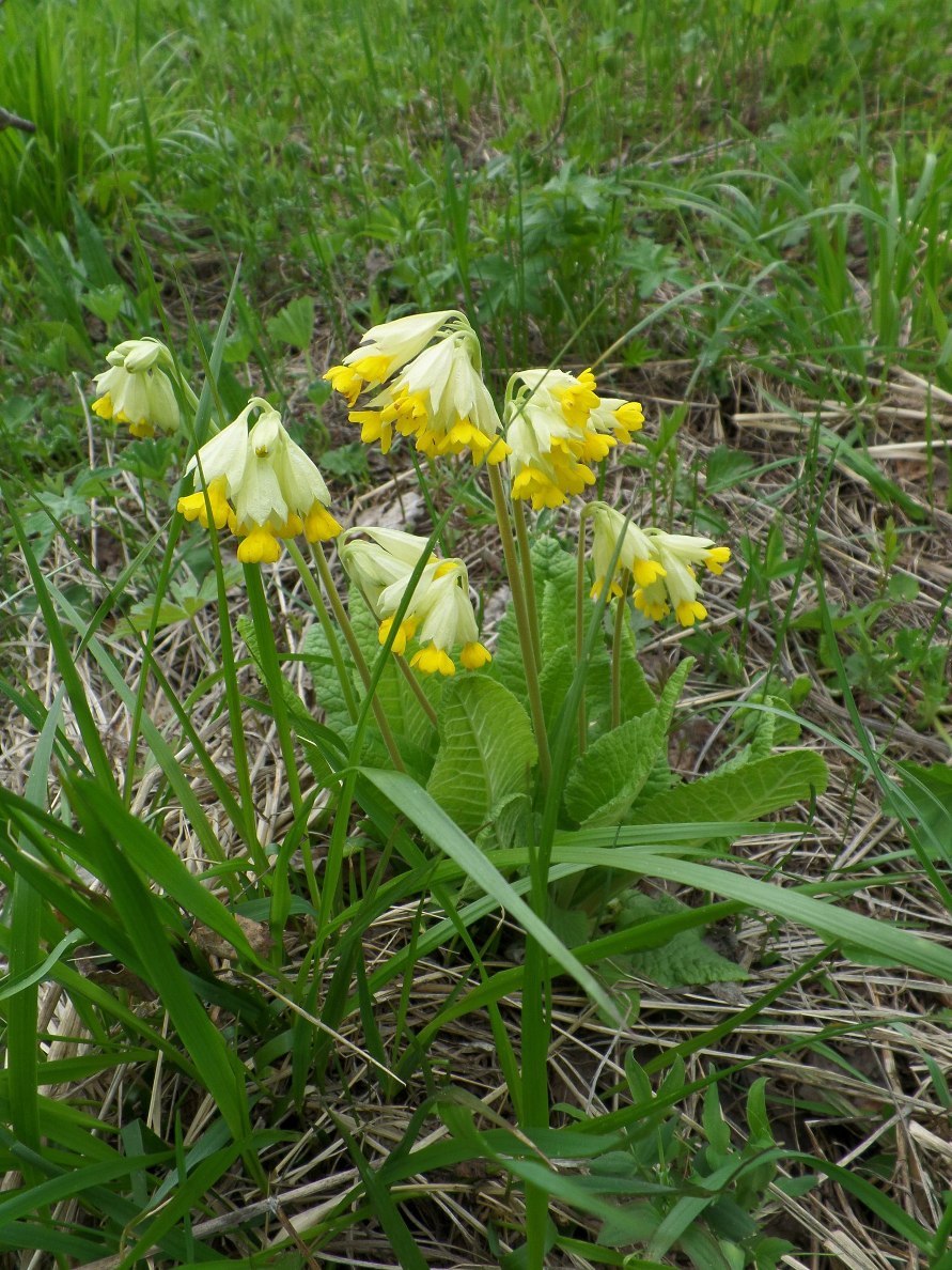 Image of Primula macrocalyx specimen.