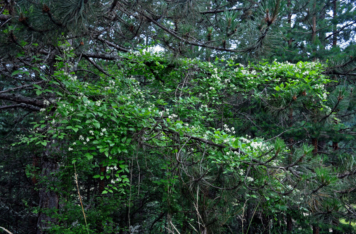 Изображение особи Clematis vitalba.