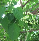 Clerodendrum trichotomum