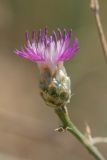 Centaurea novorossica