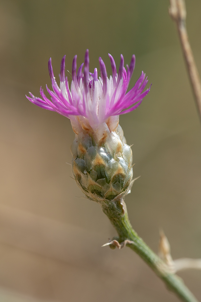 Изображение особи Centaurea novorossica.