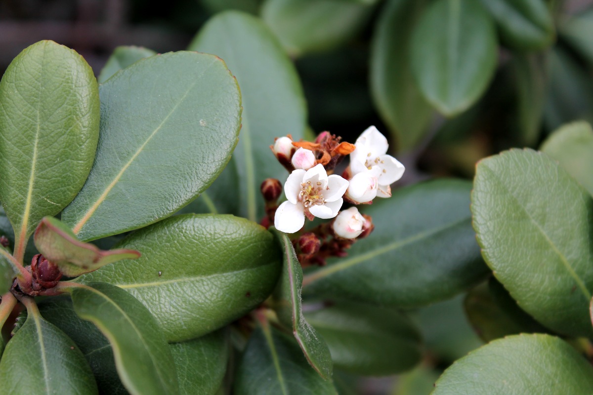 Image of Rhaphiolepis umbellata specimen.