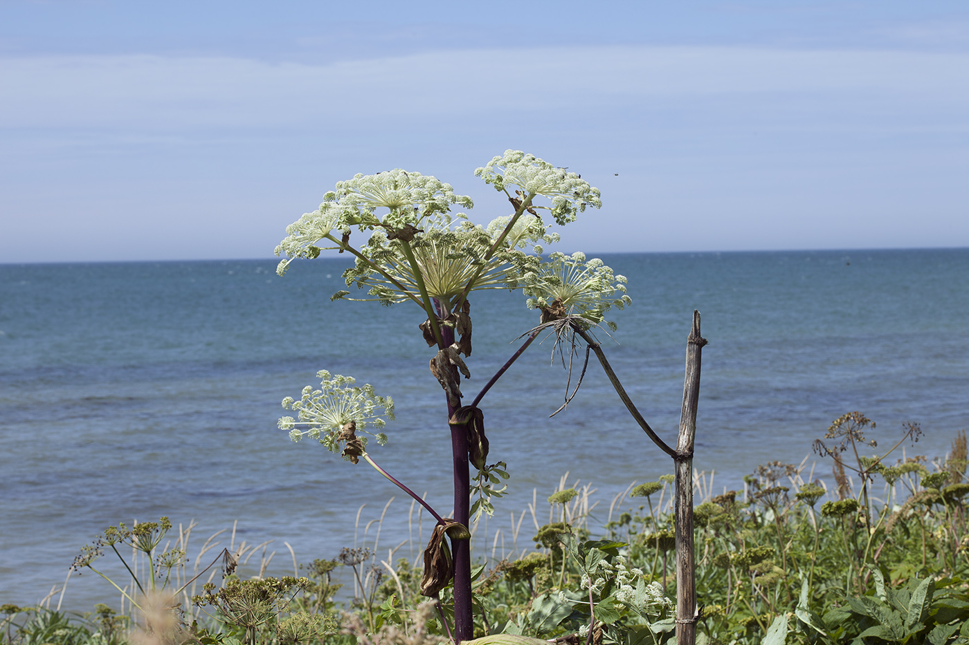 Image of Angelica ursina specimen.