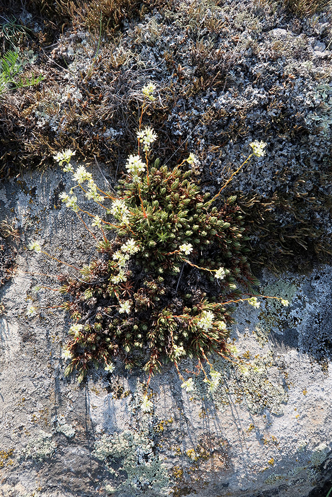 Image of genus Saxifraga specimen.