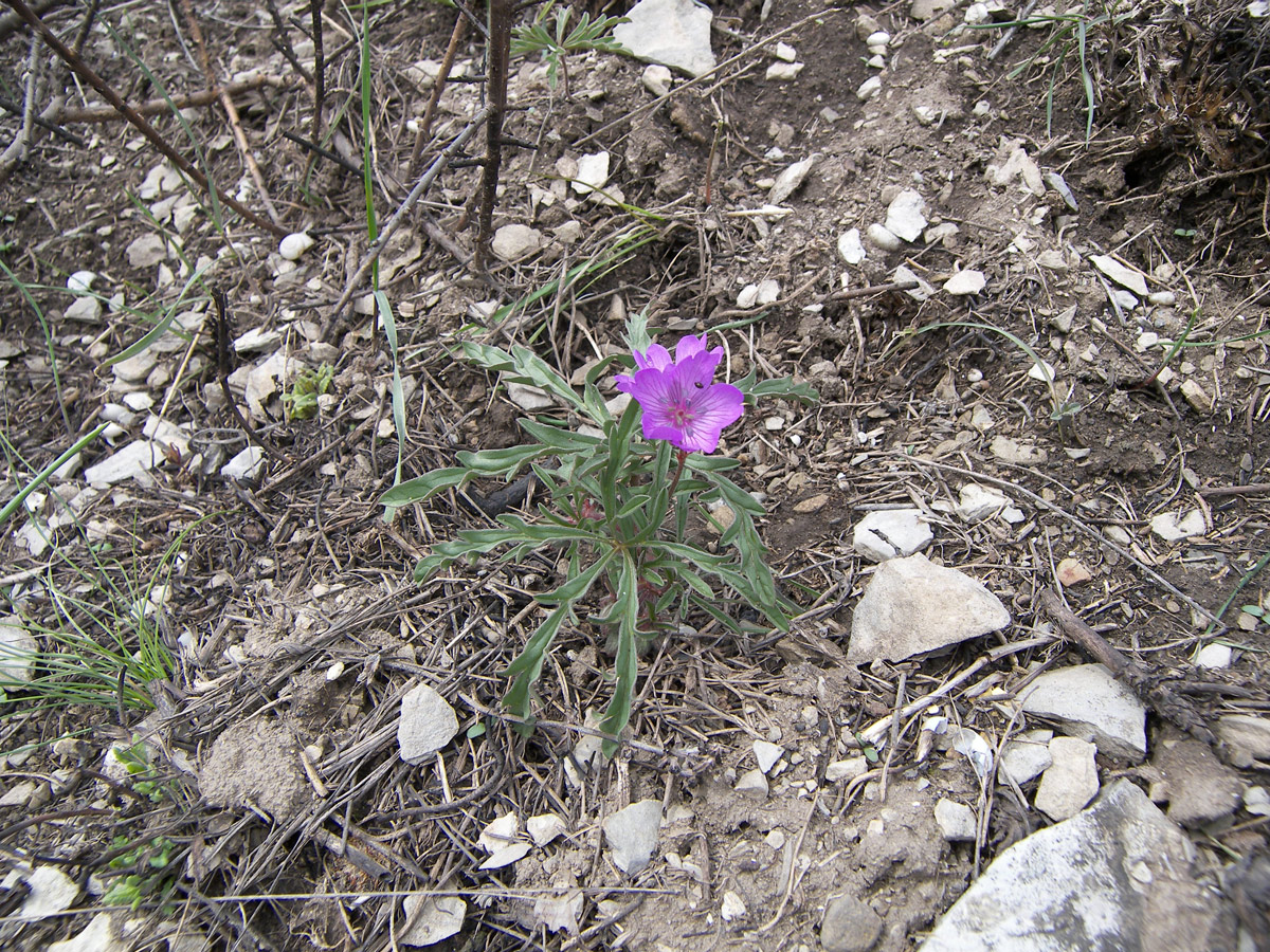 Изображение особи Geranium tuberosum.