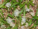 семейство Arecaceae