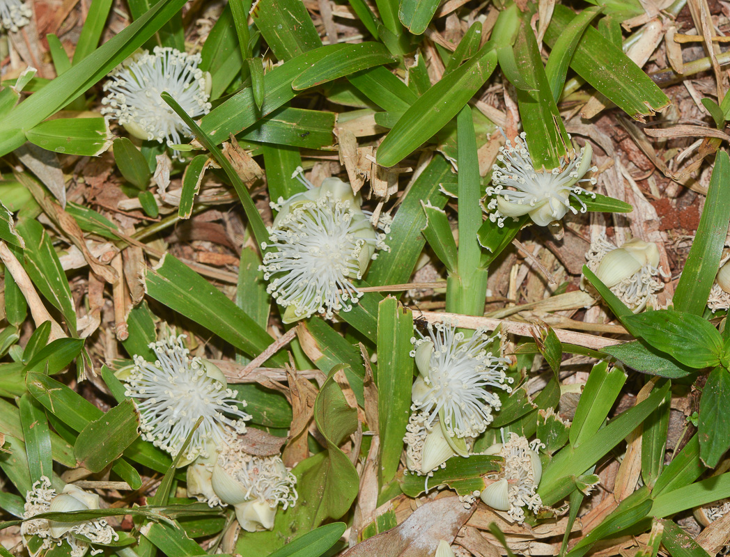 Image of familia Arecaceae specimen.