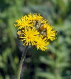 genus Pilosella