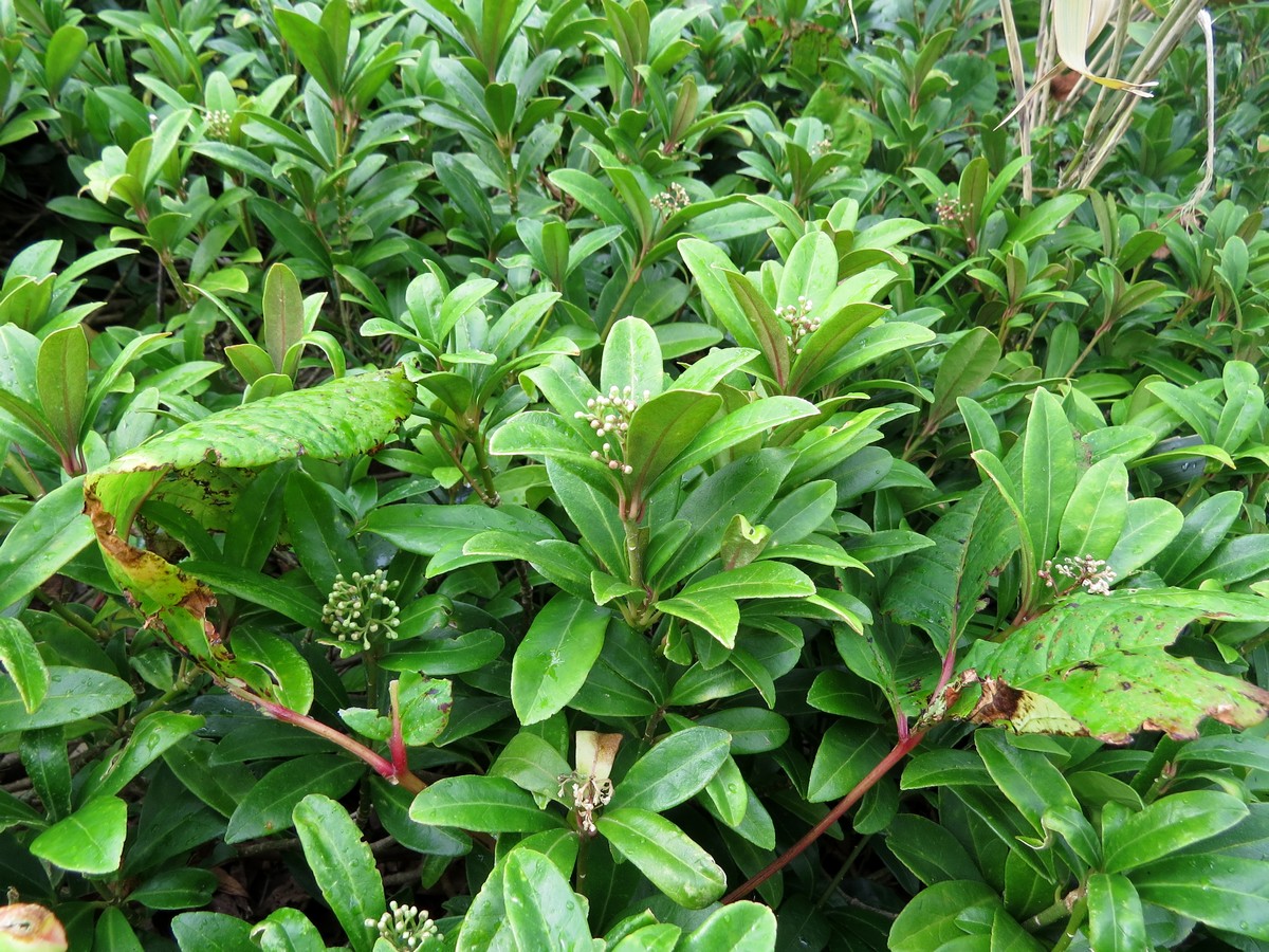 Image of Skimmia repens specimen.