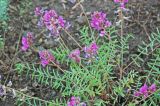 Oxytropis floribunda
