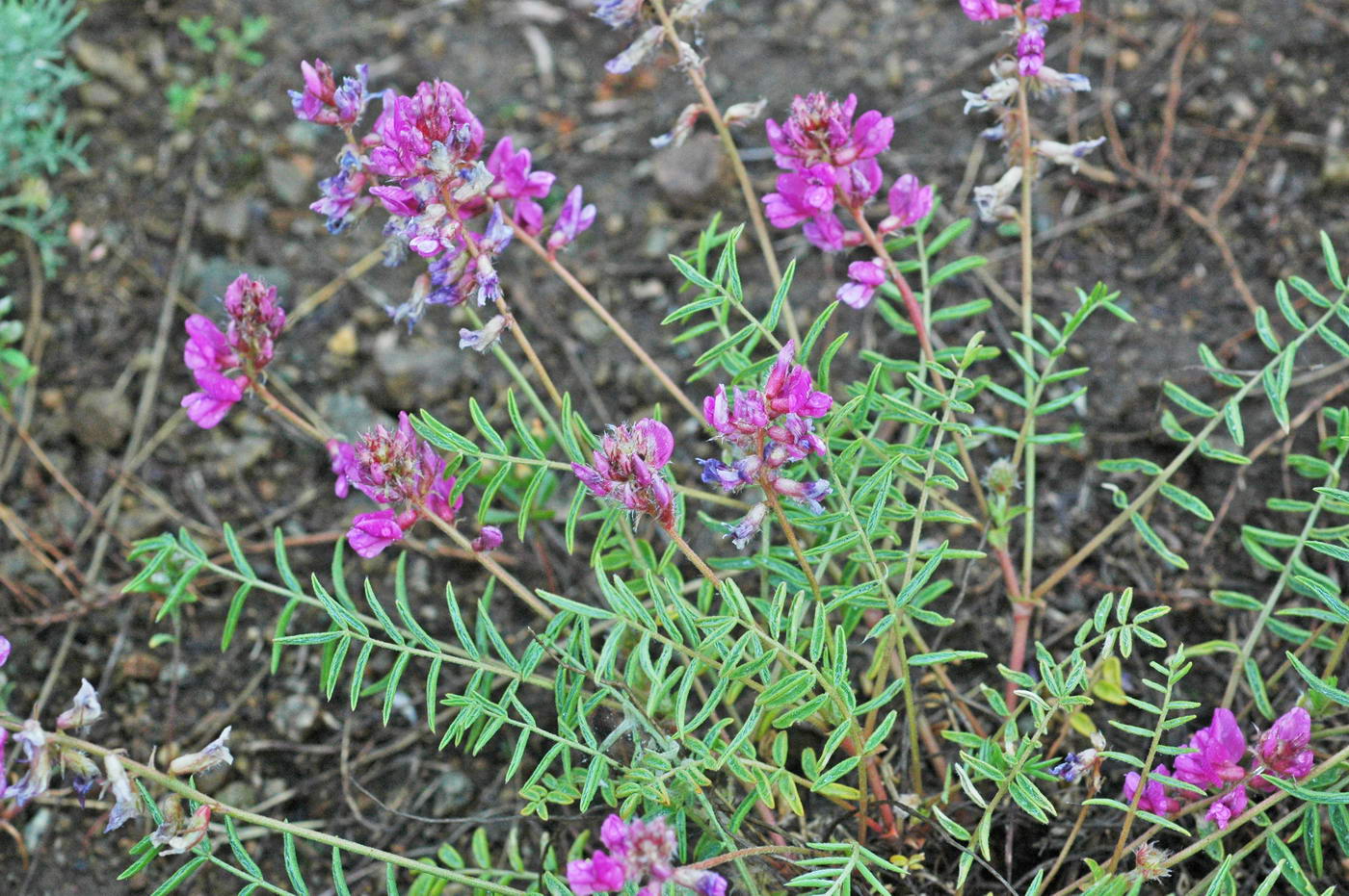 Изображение особи Oxytropis floribunda.