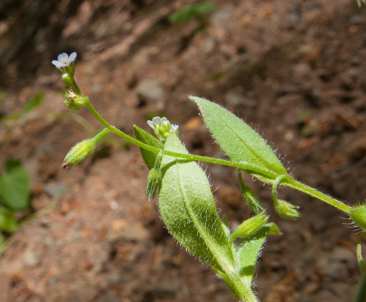 Image of Myosotis sparsiflora specimen.