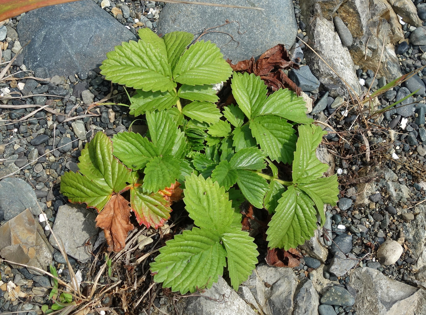 Изображение особи Potentilla sprengeliana.