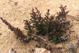 Calluna vulgaris