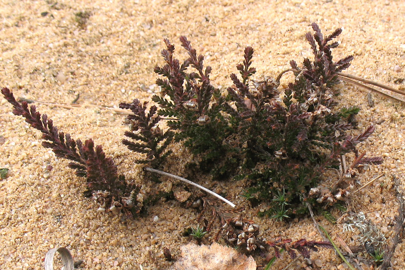 Image of Calluna vulgaris specimen.