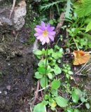 Primula cuneifolia