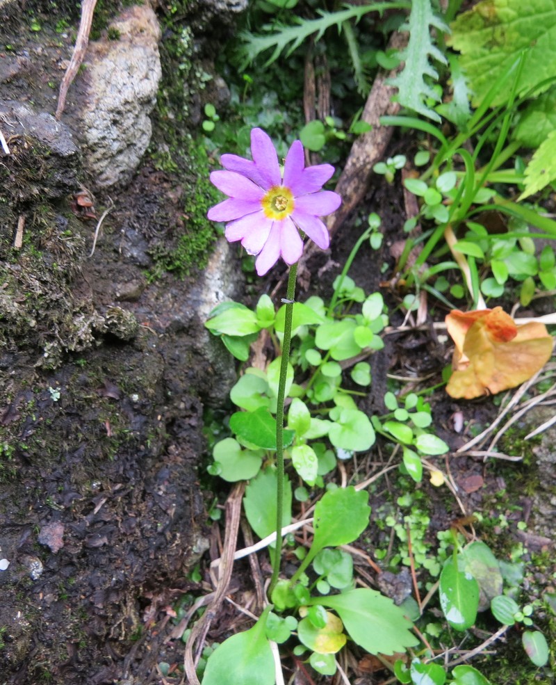 Изображение особи Primula cuneifolia.