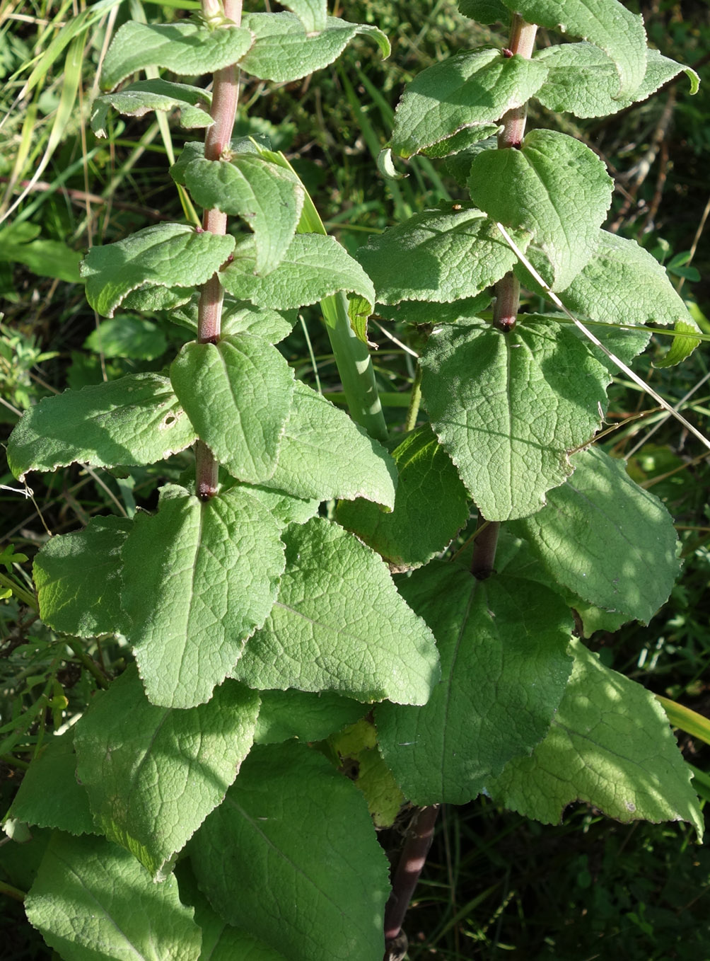 Изображение особи Campanula cephalotes.