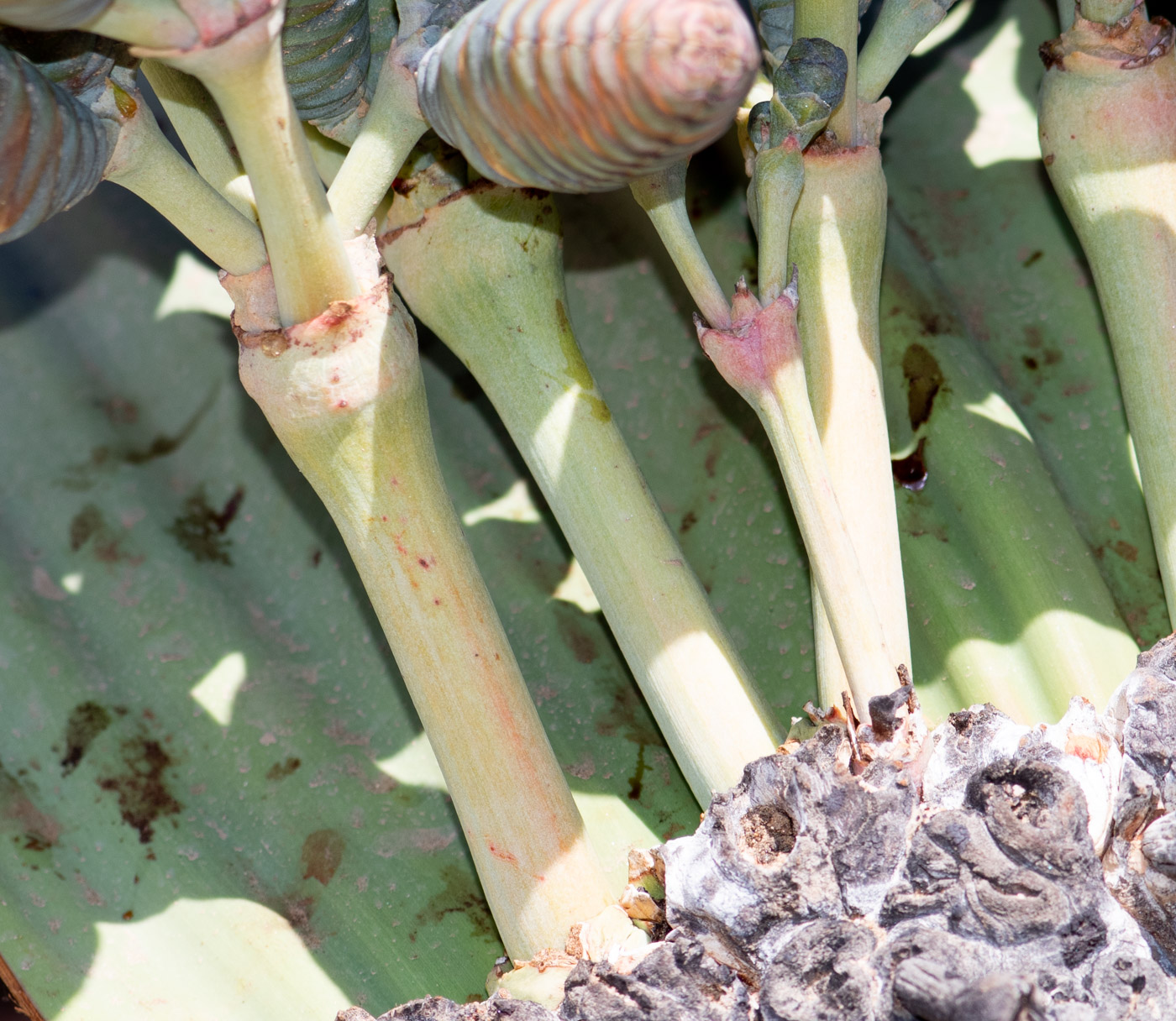 Image of Welwitschia mirabilis specimen.