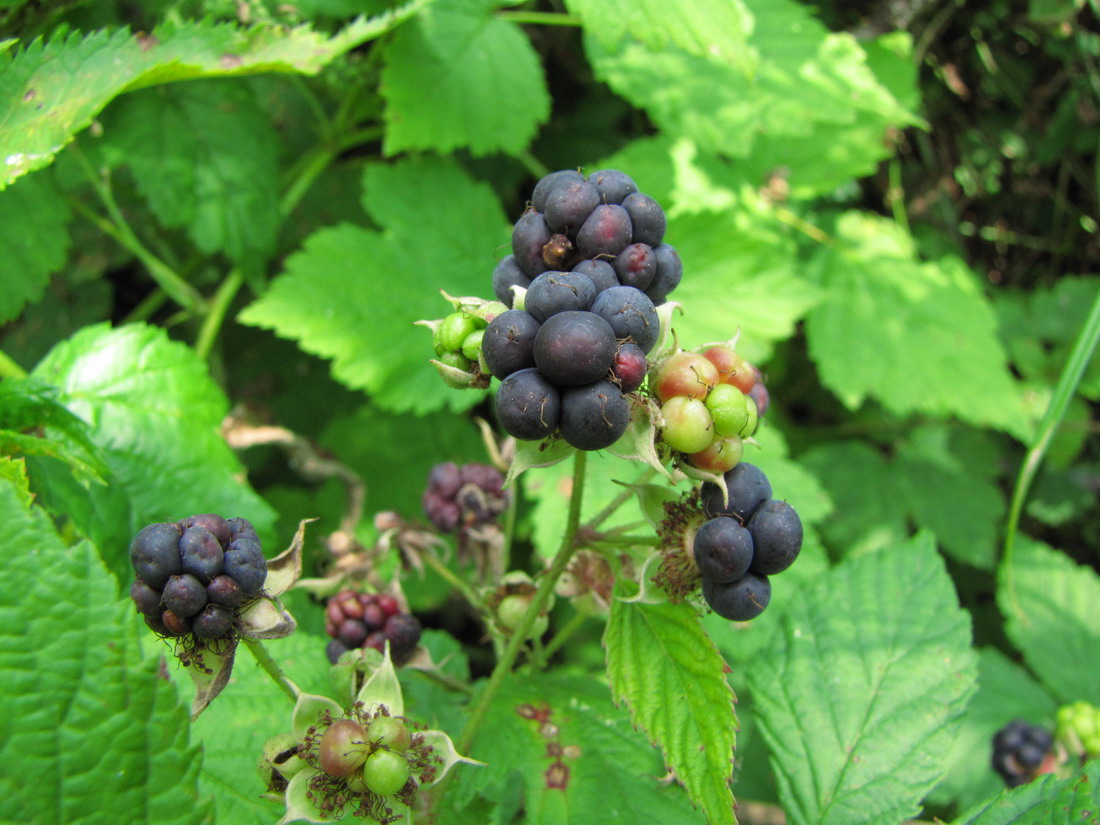 Изображение особи Rubus caesius.