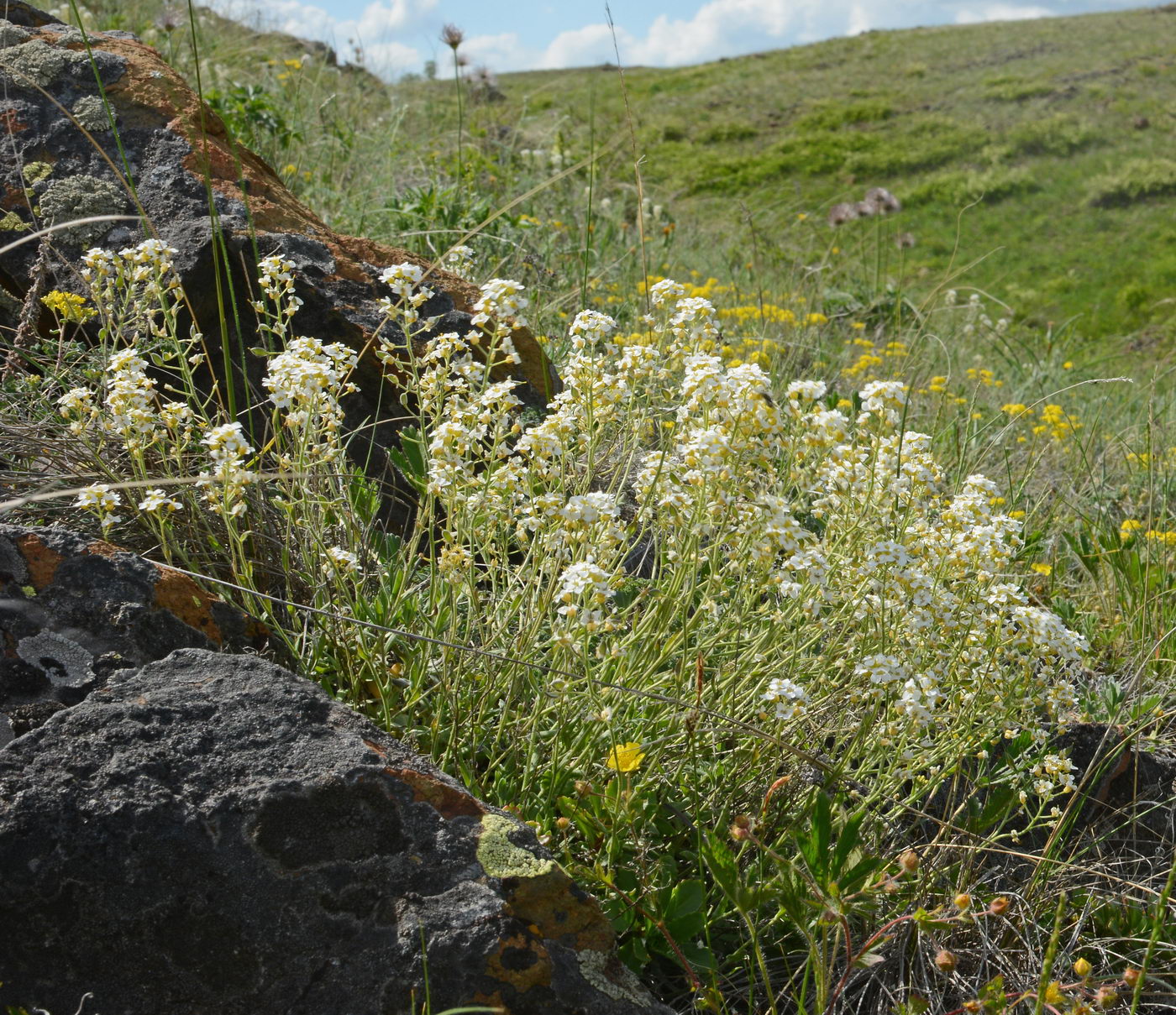 Image of Schivereckia podolica specimen.