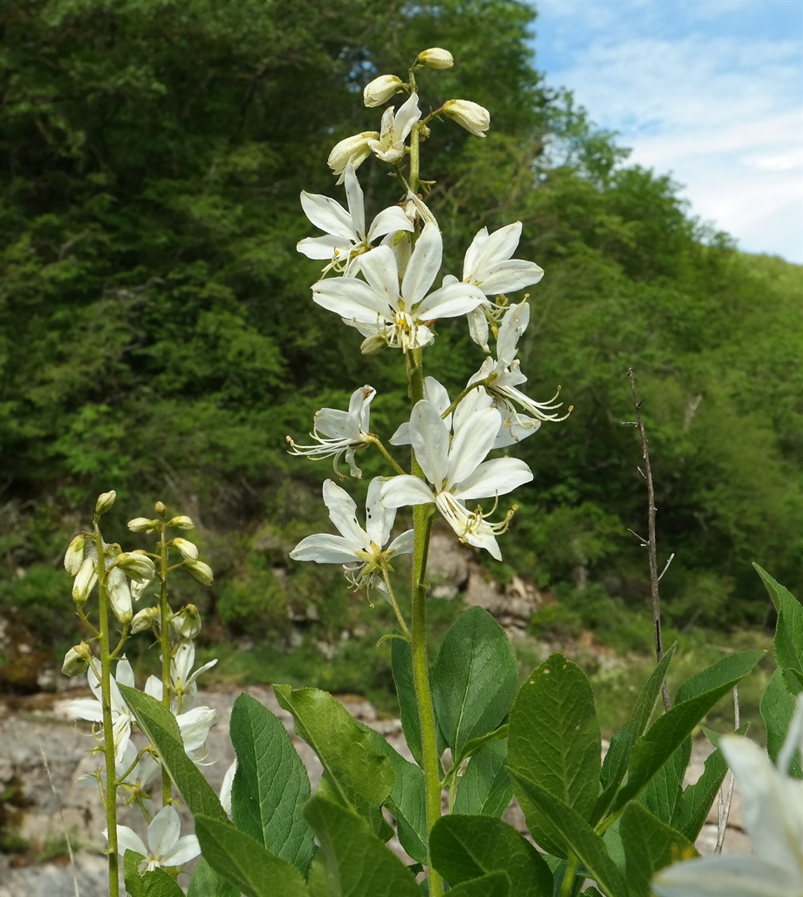 Изображение особи Dictamnus gymnostylis.