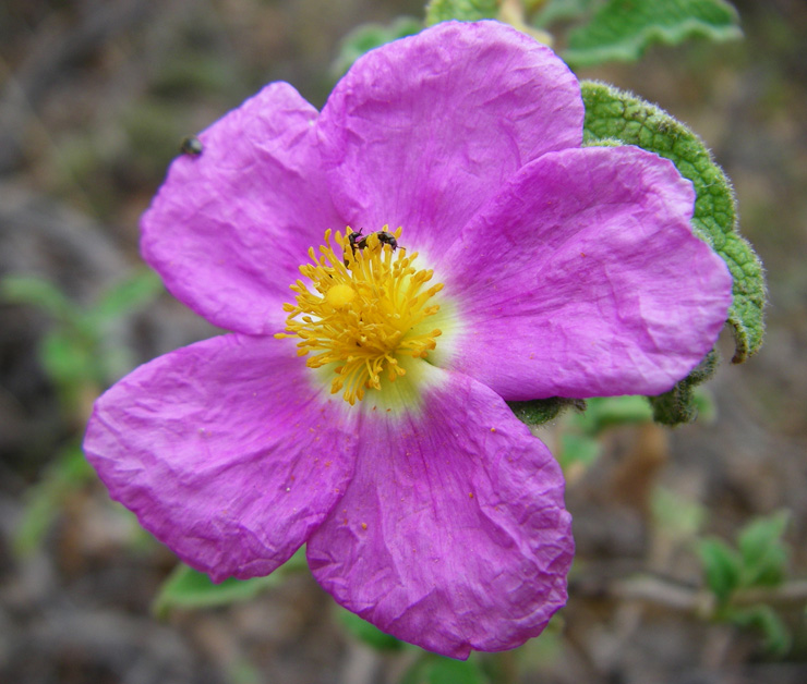 Image of Cistus tauricus specimen.