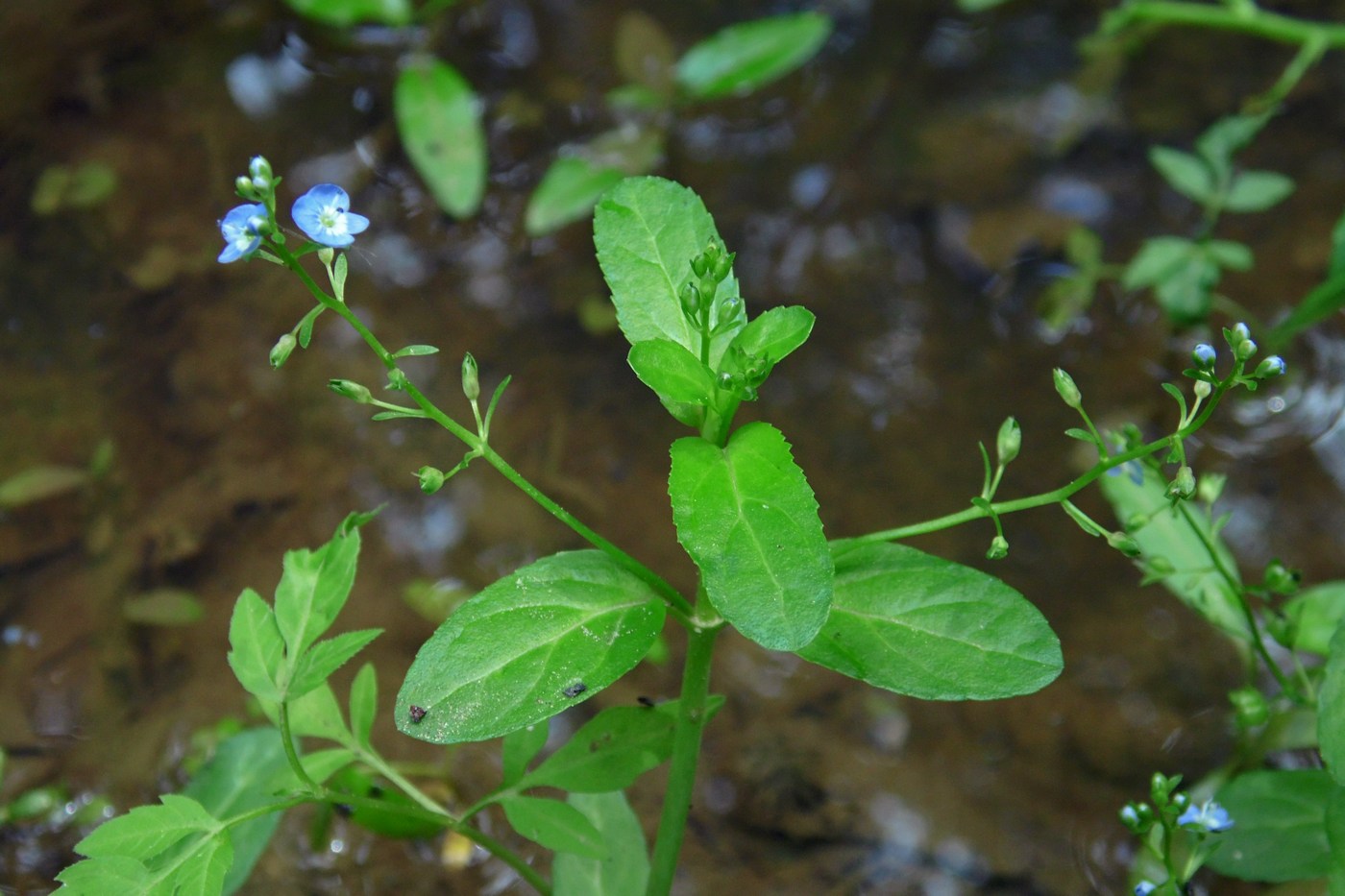 Image of Veronica beccabunga specimen.